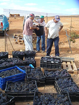 cosecha de uvas en Antigua, Fuerteventura.